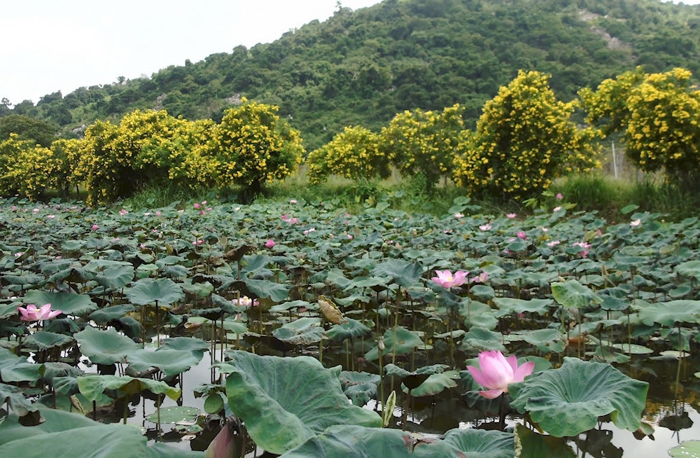 Mùa sen núi nở rộ từ tháng 05 đến tháng 08